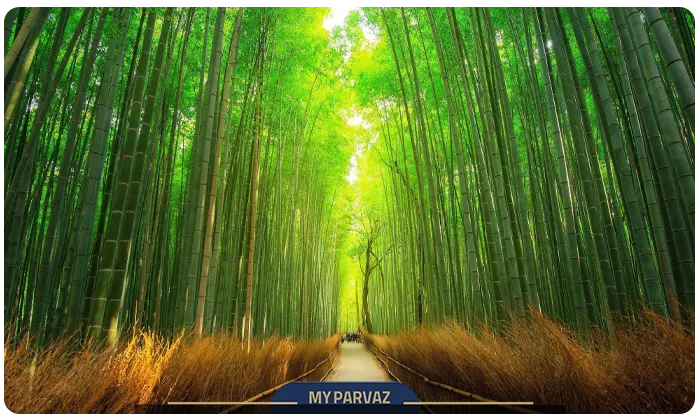 Bamboo forests japan